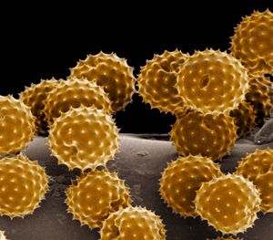 A sok gondot okozó pollen