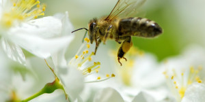 Méhecske akcióban